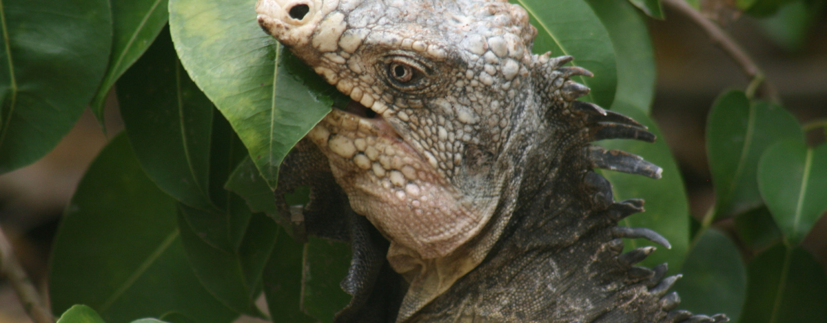 Fonds Blancs Martinique