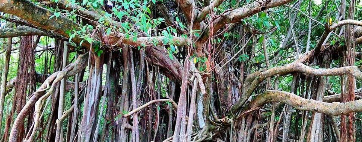 Fonds Blancs en catamaran Martinique