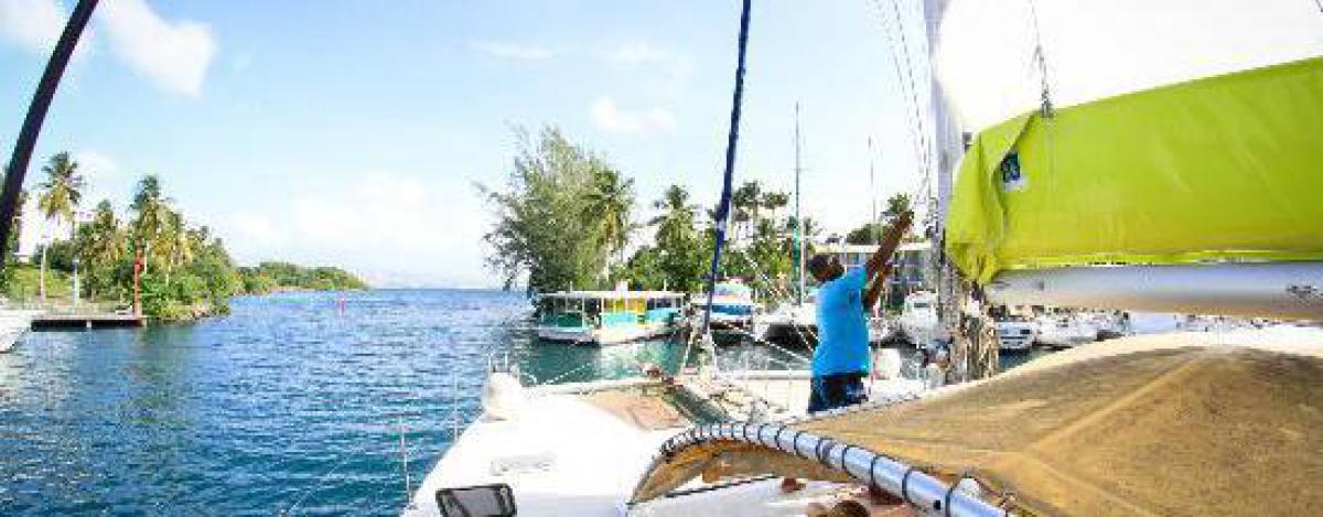 Tortue en Martinique