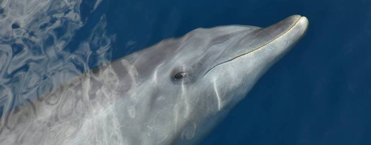 Balade en mer Martinique