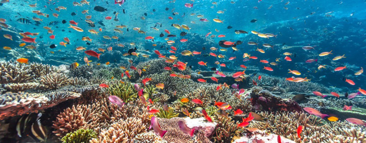 Plongée sous marine Martinique